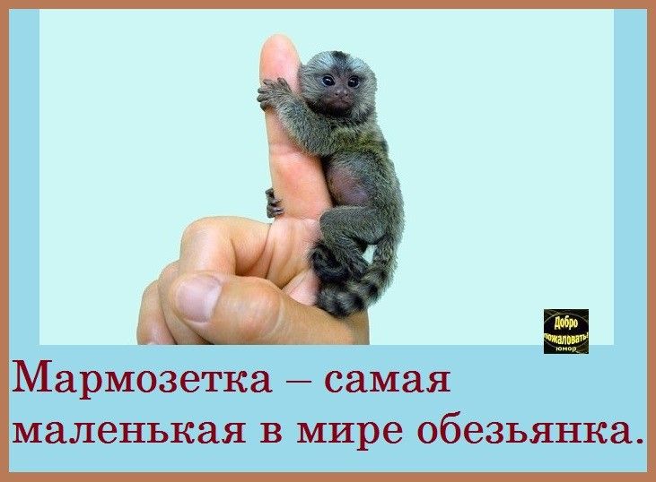 маленькая в мире обезьянка Мармозетка самая