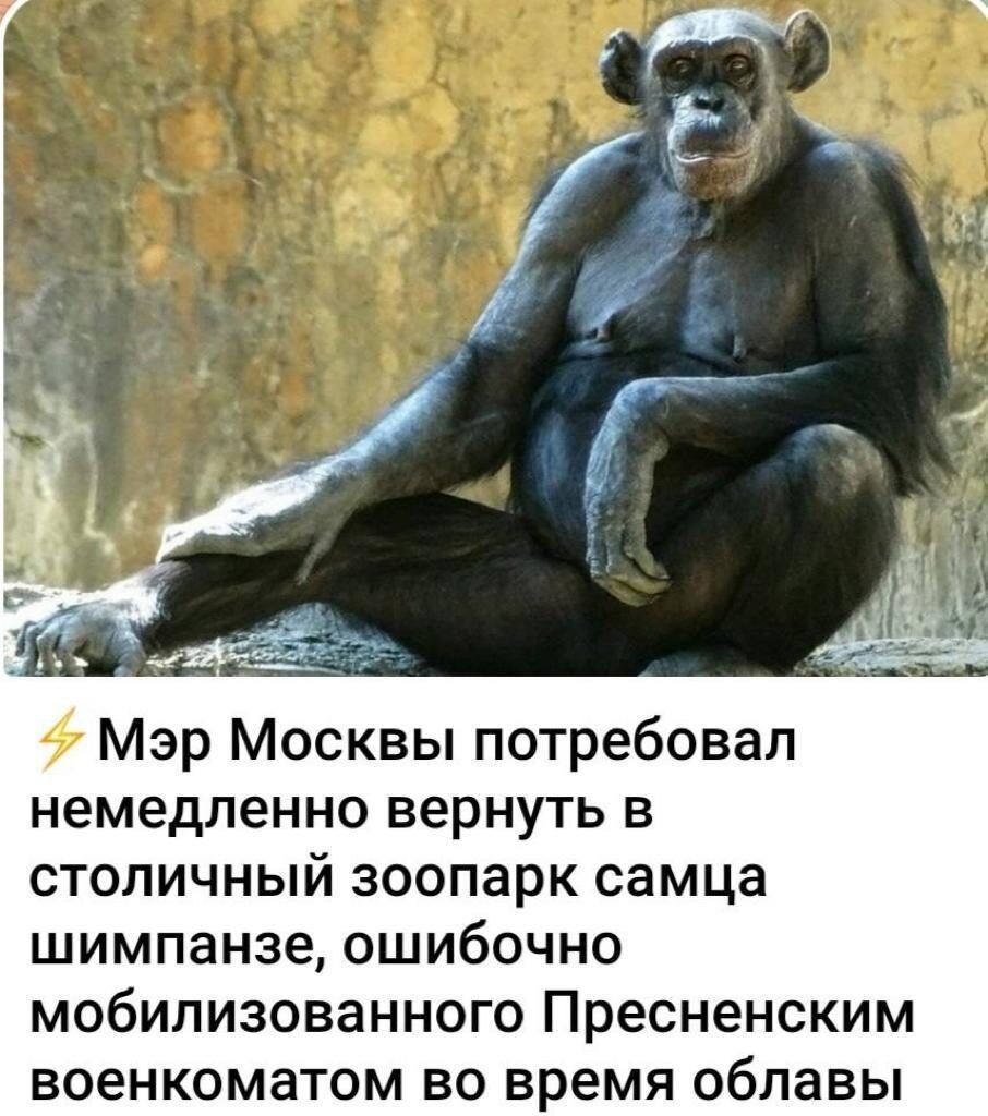 Мэр Москвы потребовал немедленно вернуть в столичный зоопарк самца шимпанзе ошибочно мобилизованного Пресненским военкоматом во время облавы