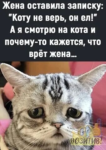 Жена оставила записку Коту не верь он ел А я смотрю на кота и почему то кажетсячто врёт жена
