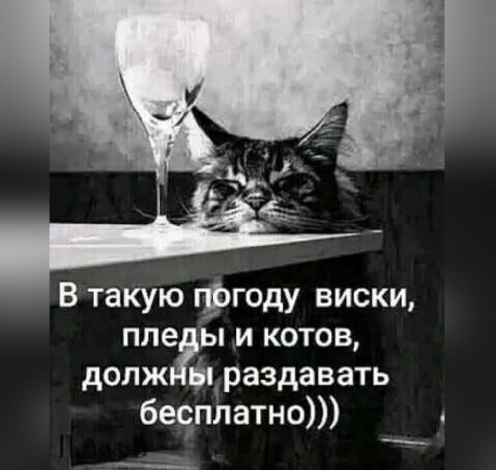 В такую году виски пле ы и котов долж раздавать бесплатно