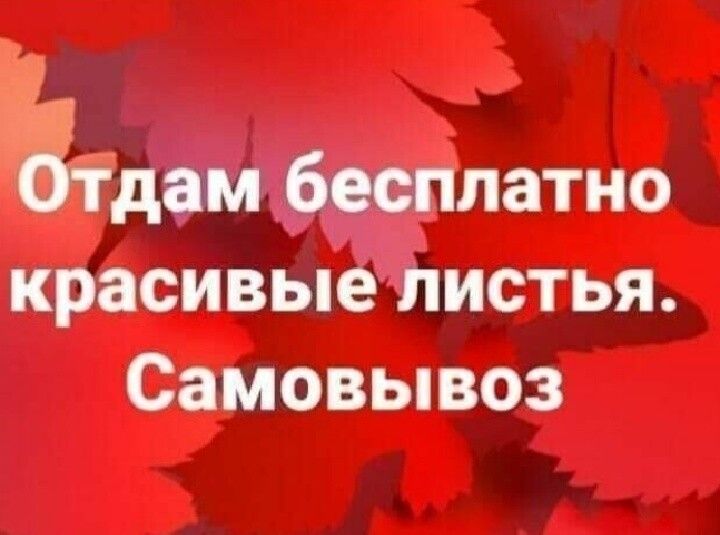 Едем бесплатно красивые листья Самовывоз