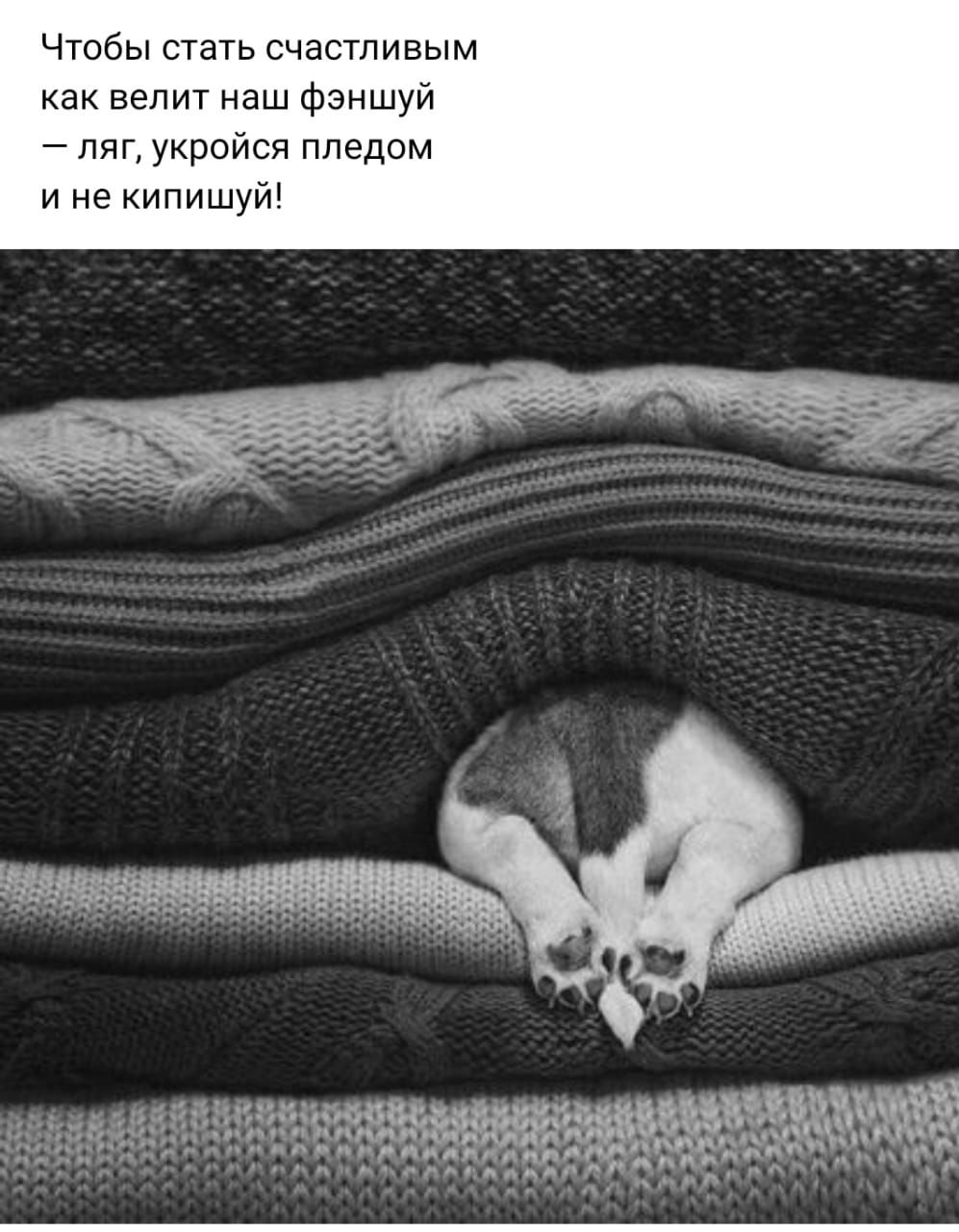 Чтобы стать счастливым Как велит наш Фэншуй ляг укройся пледом и не кипишуй