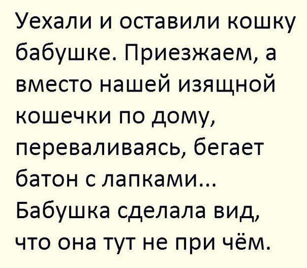 Уехали и оставили кошку бабушке Приезжаем а вместо нашей изящной кошечки по дому переваливаясь бегает батон слапками Бабушка сделала вид что она тут не при чём