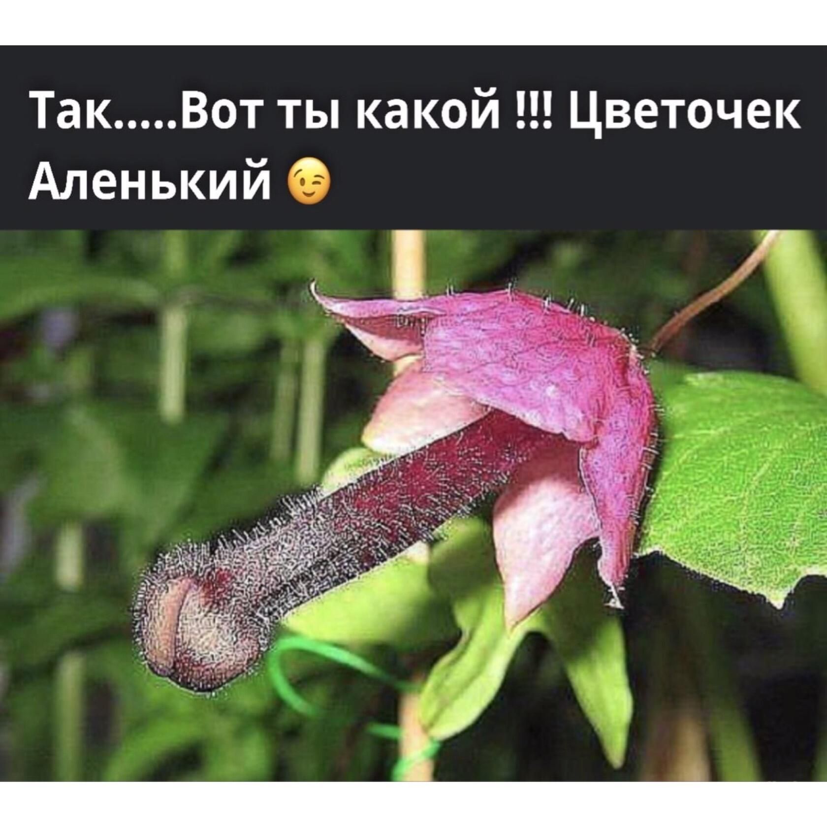 ТакВот ты какой Цветочек Аленький