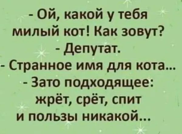 Ой какой у тебя милый кот Как зовут депутат Странное имя для кота Зато подходящее жрёт срёт спит и пользы никакой