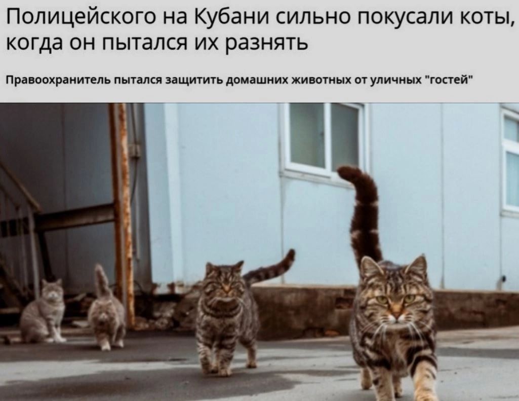 Попицейского на Кубани сильно покусали коты когда он пытался их разнять Пп юнпраитеп пьпш щимдиих щм и ни