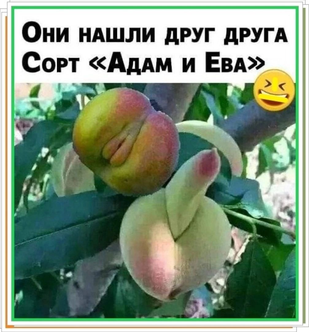 Они НАШЛИ друг дРУГА Сорт АдАм и ЕВА