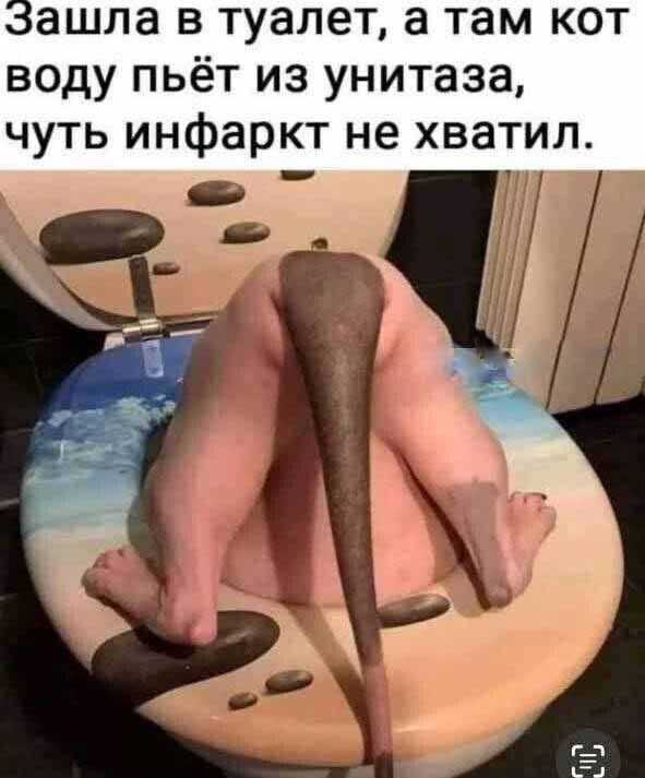 ашла в туалет а там кот воду пьёт из унитаза чуть инфаркт не хватил