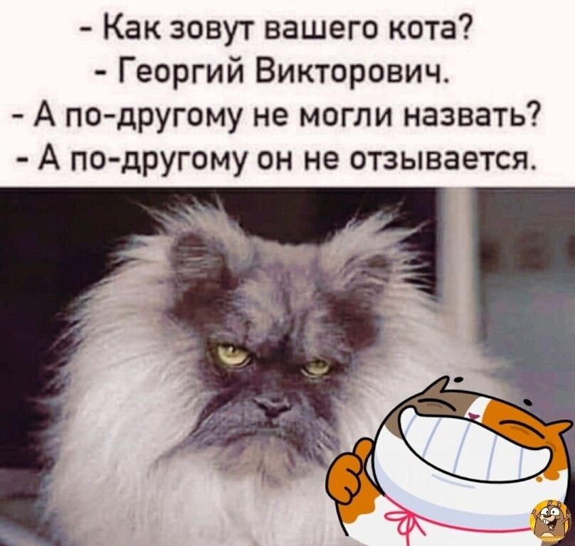 Как зовут вашего кота Георгий Викторович А по дРугому не могли назвать А по другому он не отзывается