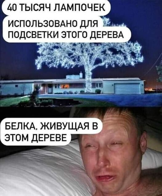 40 ТЫСЯЧ ЛАМПОЧЕК ИСПОЛЬЗОВАНО ДЛЯ ПОДСВЕГКИ ЭТОГО ДЕРЕВА БЕЛКА ЖИВУЩАЯ В ЭТОМ ДЕРЕВЕ _