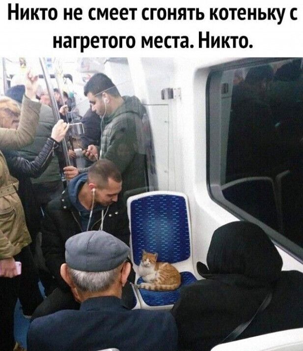 Никто не смеет сгонять котеньку нагретого места Никто