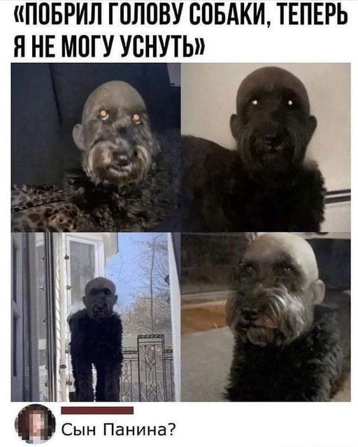 ПОБРИЛ ГПЛПВУ СОБАКИ ТЕПЕРЬ Я НЕ МОГУ УВНУТЬ