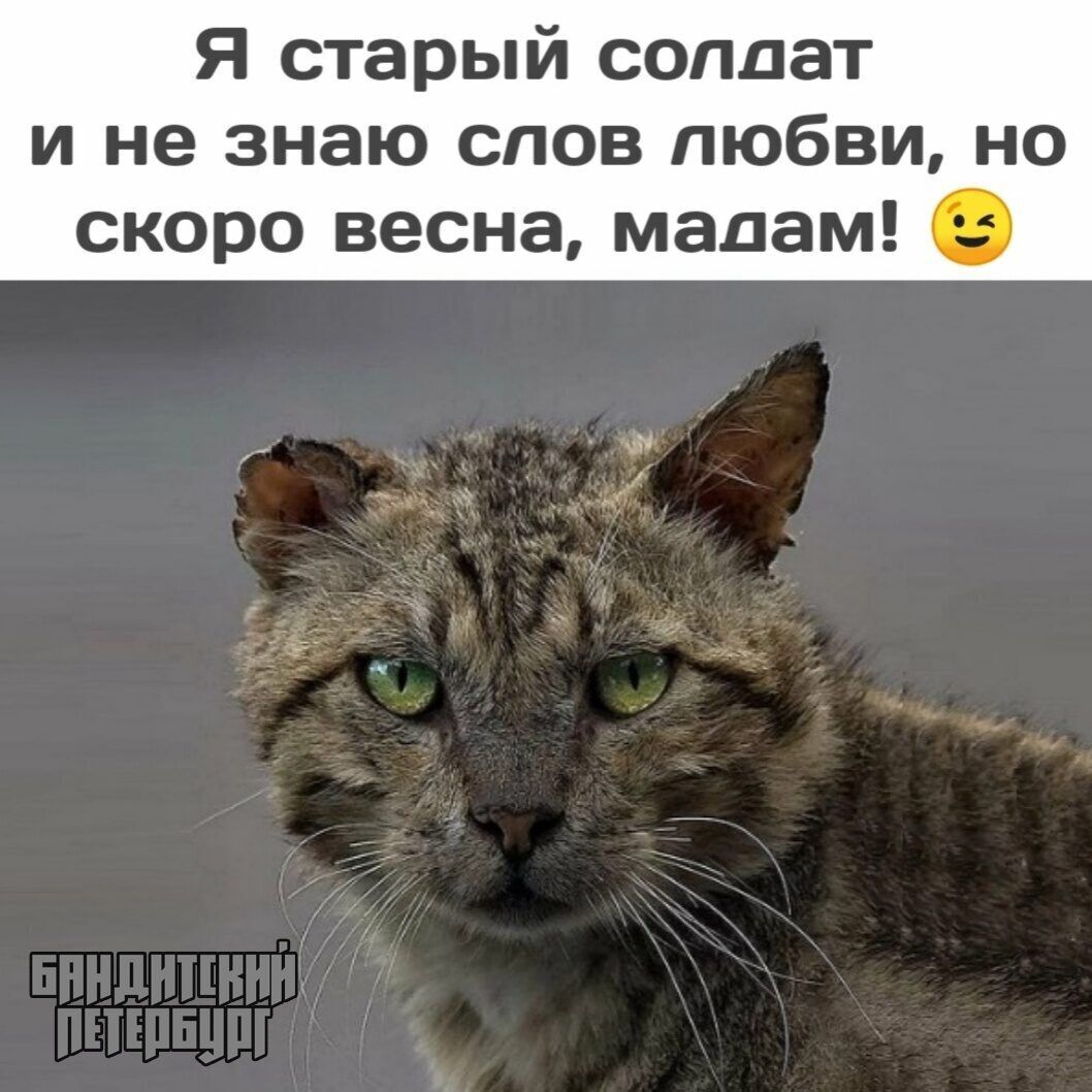 Я старый солдат и не знаю слов любви но скоро весна мадам