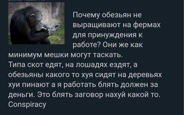 Почему обезьян не выращивают на фермах для принуждения к работе Они же как минимум мешки могут таскать Типа скот едят на лошадях ездят в обезьяны какого то хуя сидят на деревьях хуи пинают работать блять должен за деньги Это блять заговор нахуй какой то Соп5рігасу