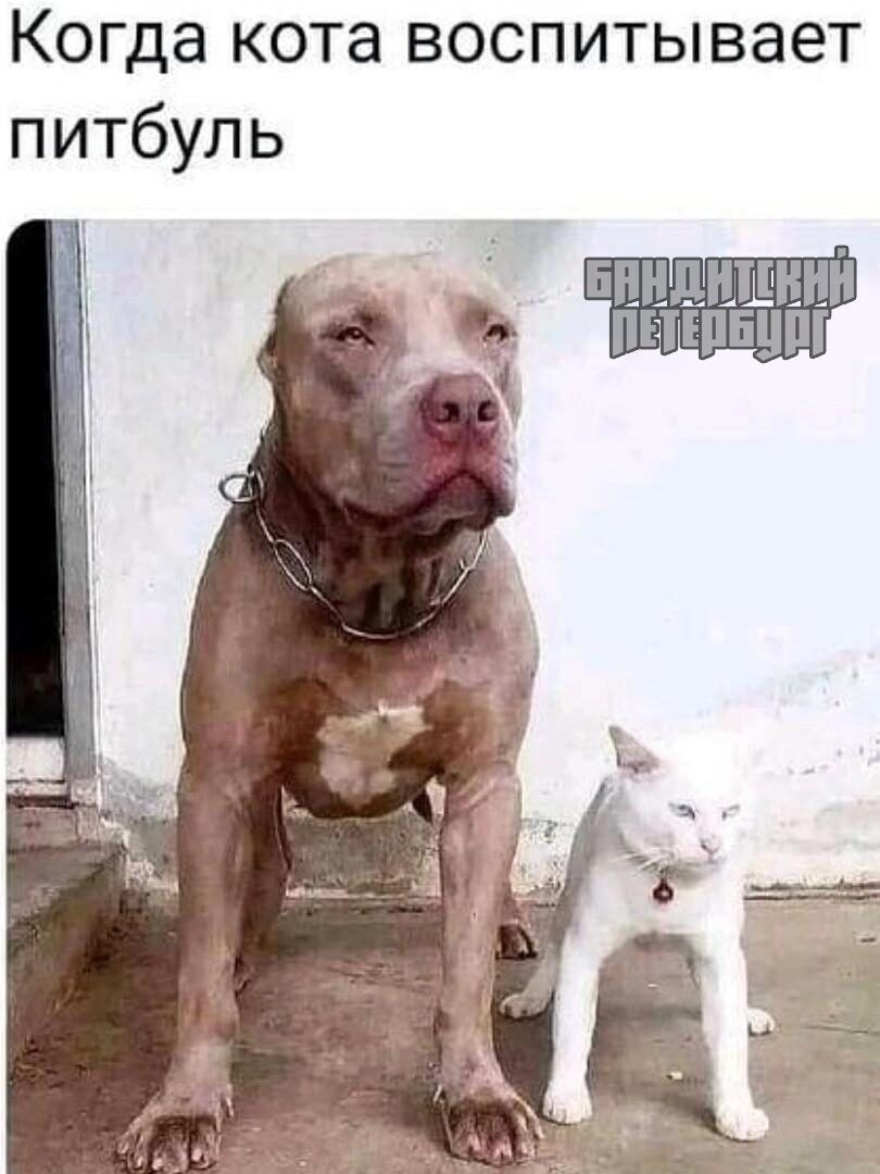 Когда кота воспитывает питбуль