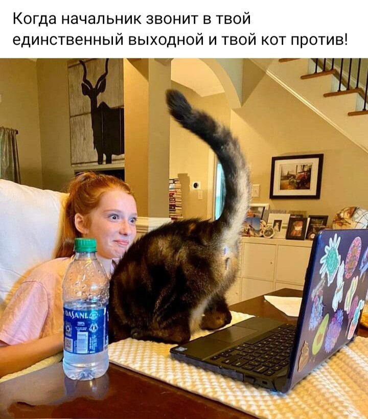 Когда начальник звонит в твой единственный выходной и твой кот против