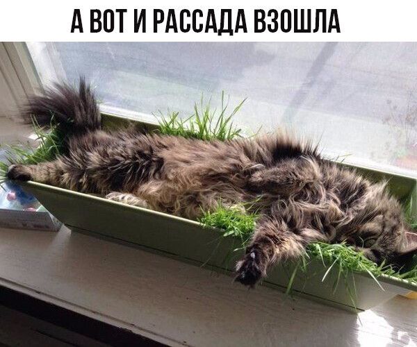 А ВПТ И РАВВАДА ВЗПШПА