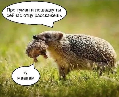 Про туман и лошадку ты сейчас отцу расскажешь НУ мзааам