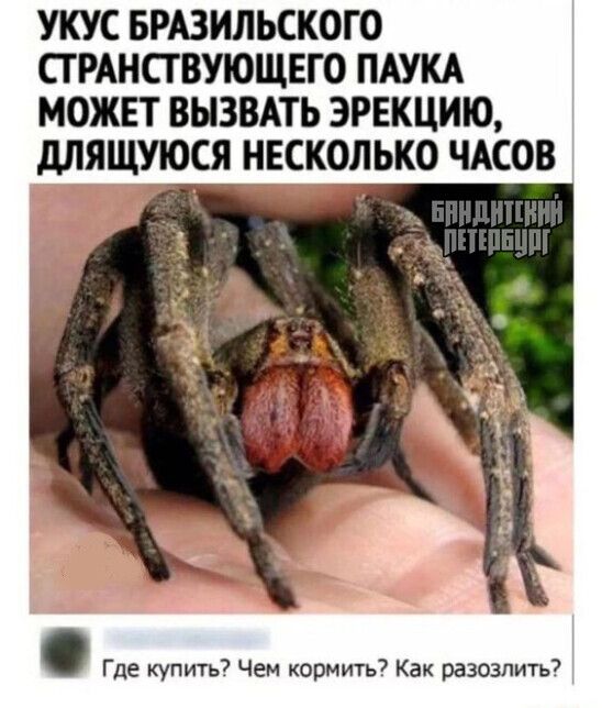 УКУС БРАЗИЛЬСКОГО СГ РАНСГ ВУЮЩЕГО ПАУКА МОЖЕТ ВЫЗВАТЬ ЗРЕКЦИЮ дЛЯЩУЮСЯ НЕСКОЛЬКО ЧАСОВ Где купить Чем ормить7 Как разозлить