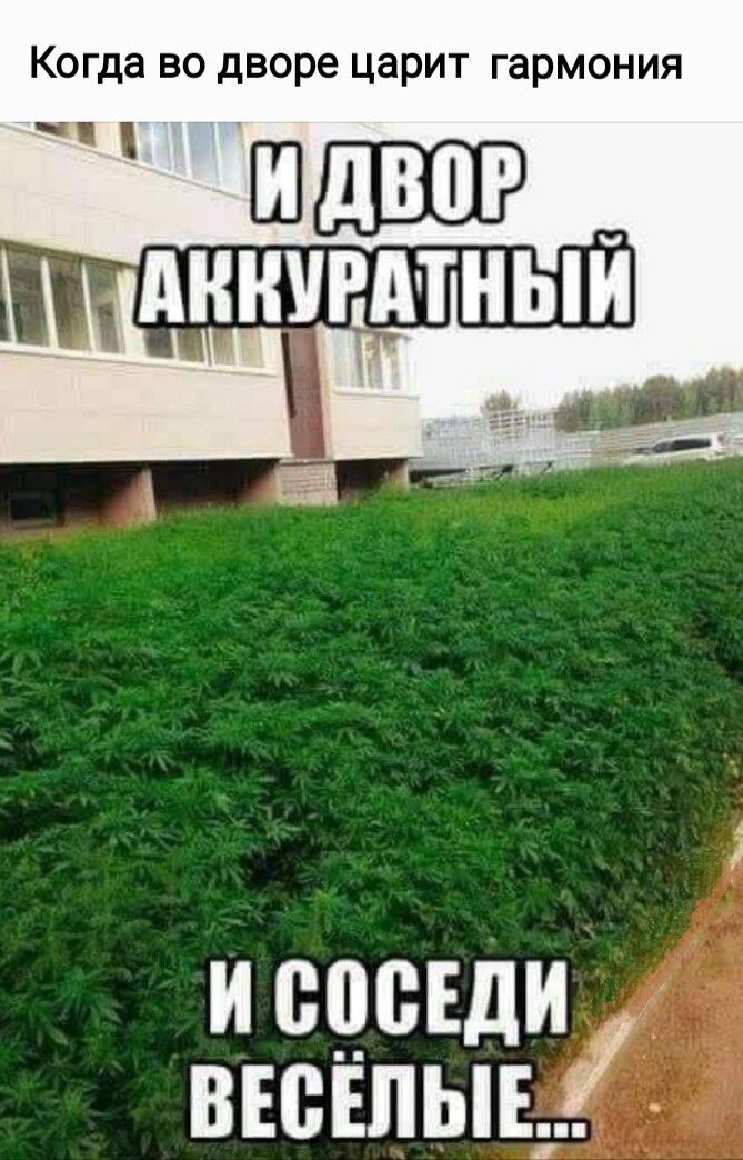 Когда во дворе царит гармония _ исцсъди вюшыь