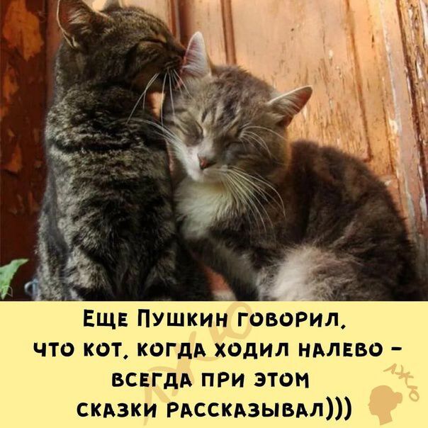 что кот когдд ходил ндлвво всегдд при этом скдзки рдсскдзывмт