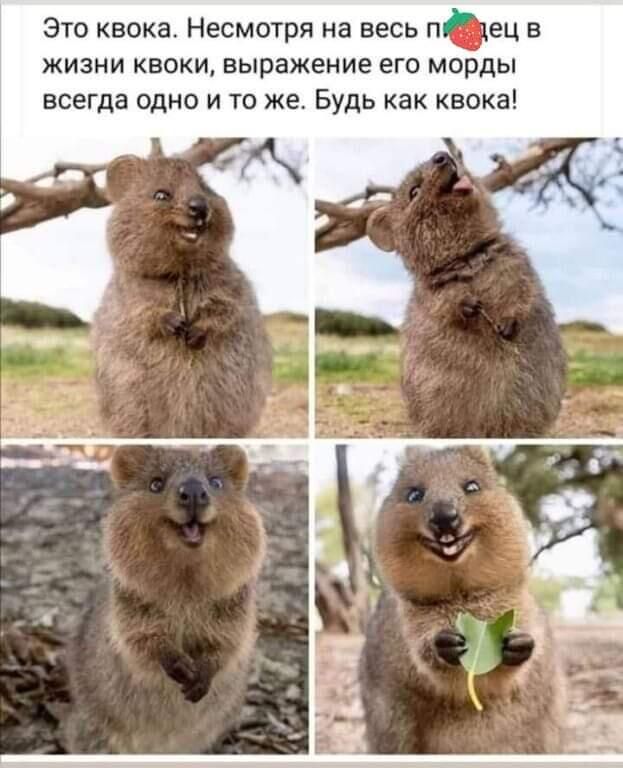 Это квока Несмотря на весь пгц в жизни квоки выражение его морды всегда одна и то же Будь как квока