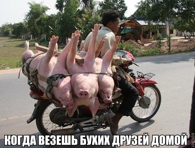 с ШМ ВЕЗЕШЬБЭШИ дРУ ЗЕЙ ШШ
