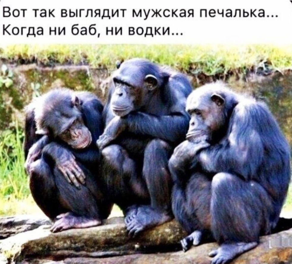 Вот так выглядит мужская печапька Когда ии баб ни водки
