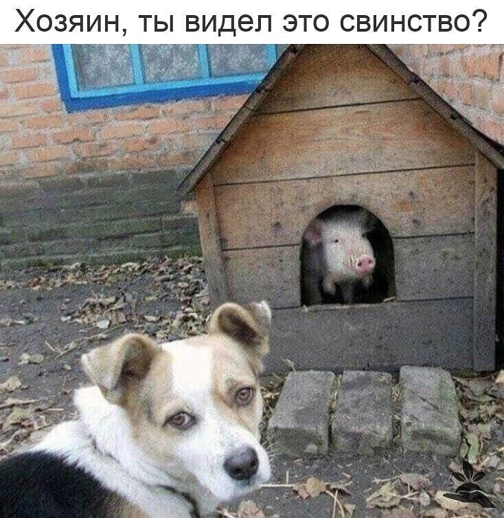 Хозяин ты видел это свинство