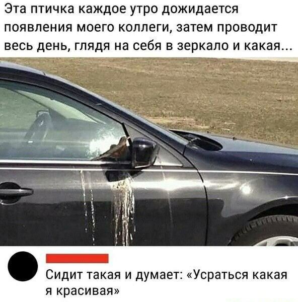 Эта ПТИЧКЗ каждое утро дожидается ПОЯВПЕНИЯ МОЕГО КОПЛеГИ затем ПРОВОДИТ ВЕСЬ дЕНЬ ГЛЯДЯ на себя В зеркало И какая Сидит такая и думает Усраться какая Я Красивая