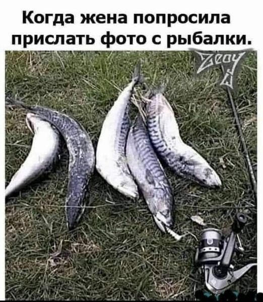 Когда жена попросила прислать фото с рыбалки