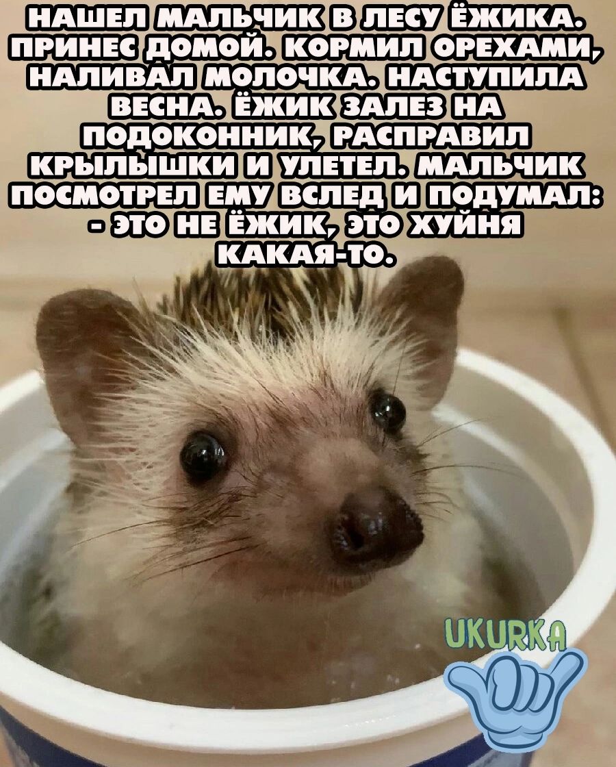 ЩЁВЁУ Ежи ияпивдп цепочки Ёжик КРЪПЫШКИ Ш ПЕТЕП нянь ши