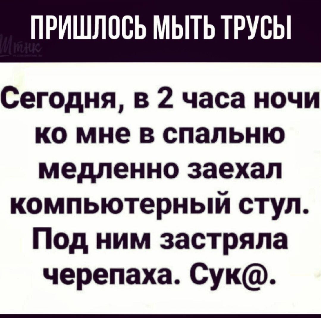 ПРИШЛОСЬ МЫТЬ ТРУСЫ Сегодня в 2 часа ночи ко мне в спальню медленно заехал компьютерный стул Под ним застряла черепаха Сук