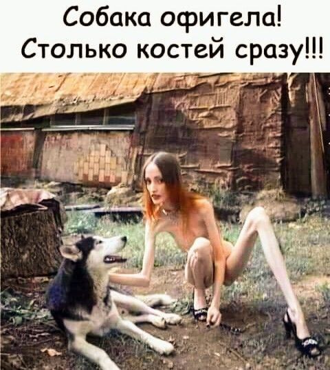 Собака офигела Столько костей сразу