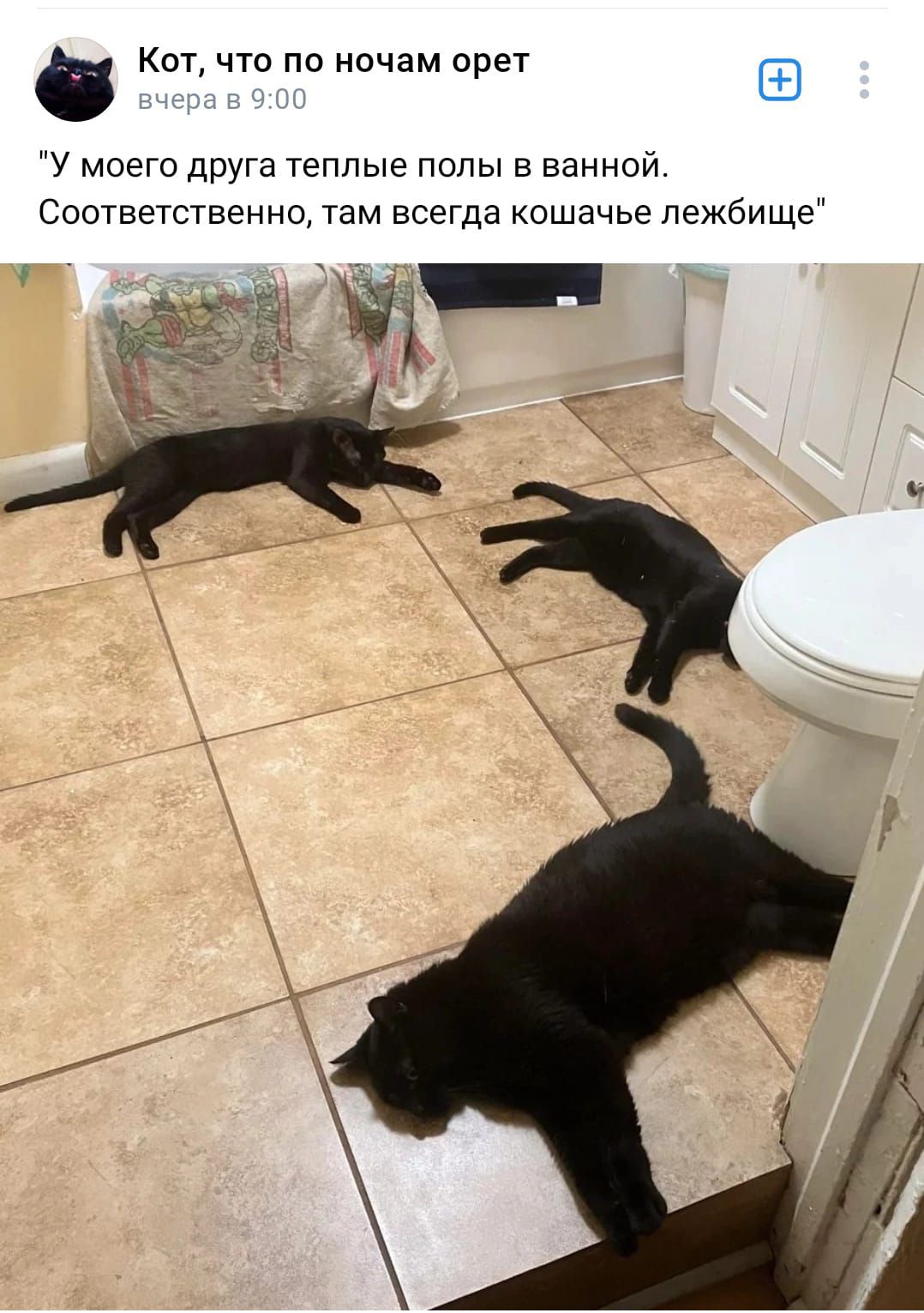Кот что по ночам орет У моего друга теплые полы в ванной Соответственно там всегда кошачье лежбище