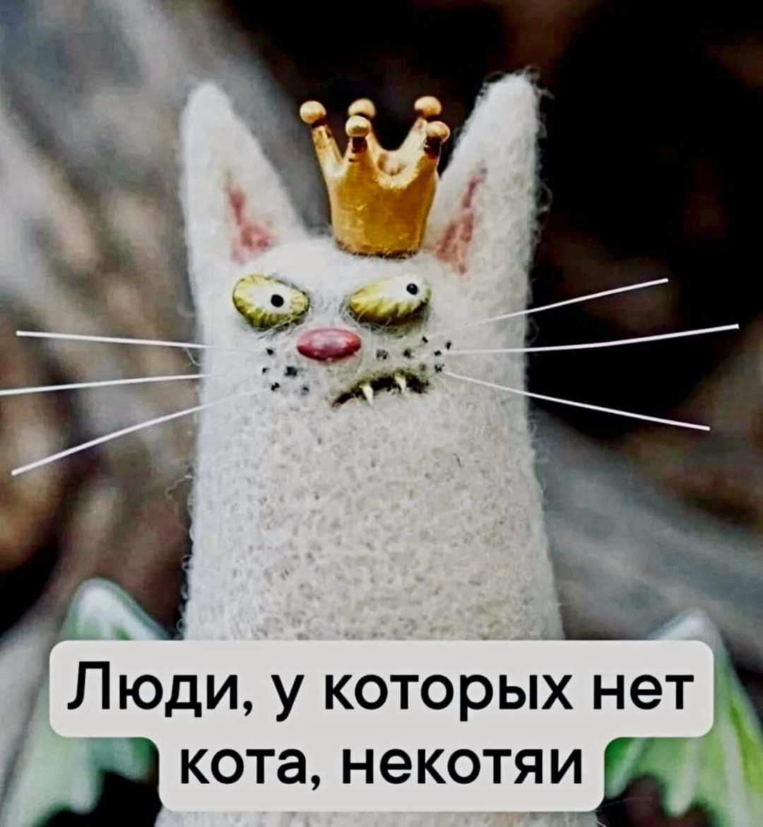 _н кота некотяиь