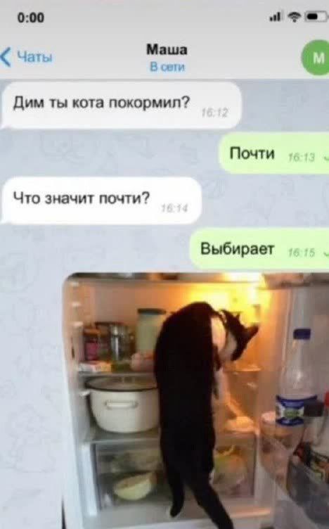 000 т че мэн Гы Дим ты кота покормил Почти Что значит почти Выбирает