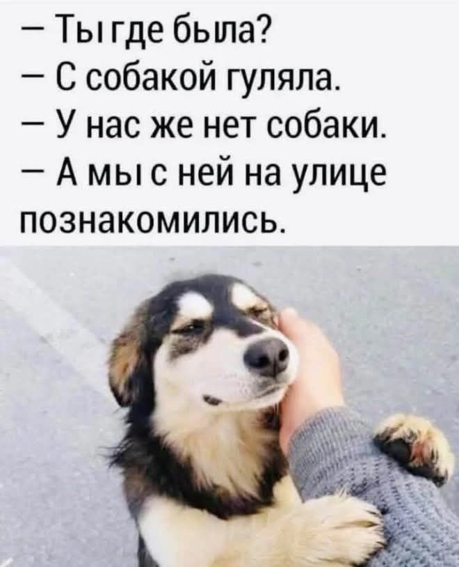 Ты где была С собакой гуляла У нас же нет собаки Амысней на улице познакомились