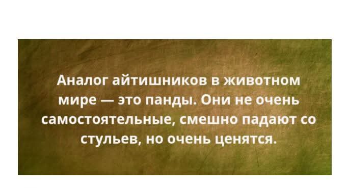 Аналог айтишников в животном мире это панды Они не очень самостоятельные смешно падают со стульев но очень ценятся