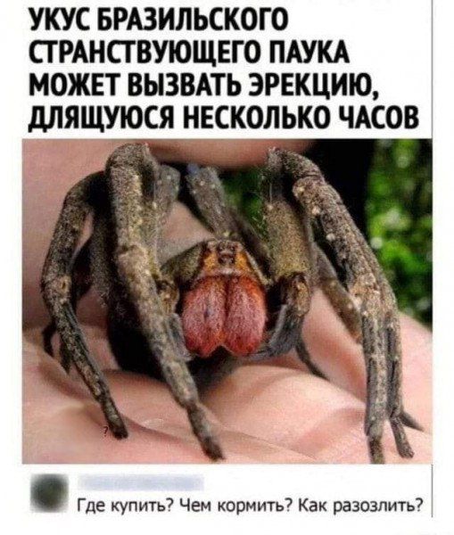 УКУС БРАЗИЛЬСКОГО СТРАНСТВУЮЩЕГО ПАУКА МОЖЕТ ВЫЗВАТЬ ЭРЕКЦИЮ, ДЛЯЩУЩУЮСЯ НЕСКОЛЬКО ЧАСОВ
Где купить? Чем кормить? Как разозлить?