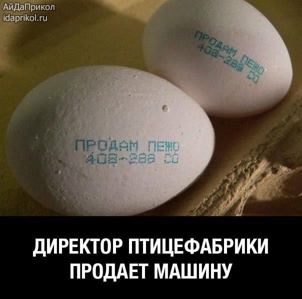 ДИРЕКТОР ПТИЦЕФАБРИКИ ПРОДАЕТ МАШИНУ