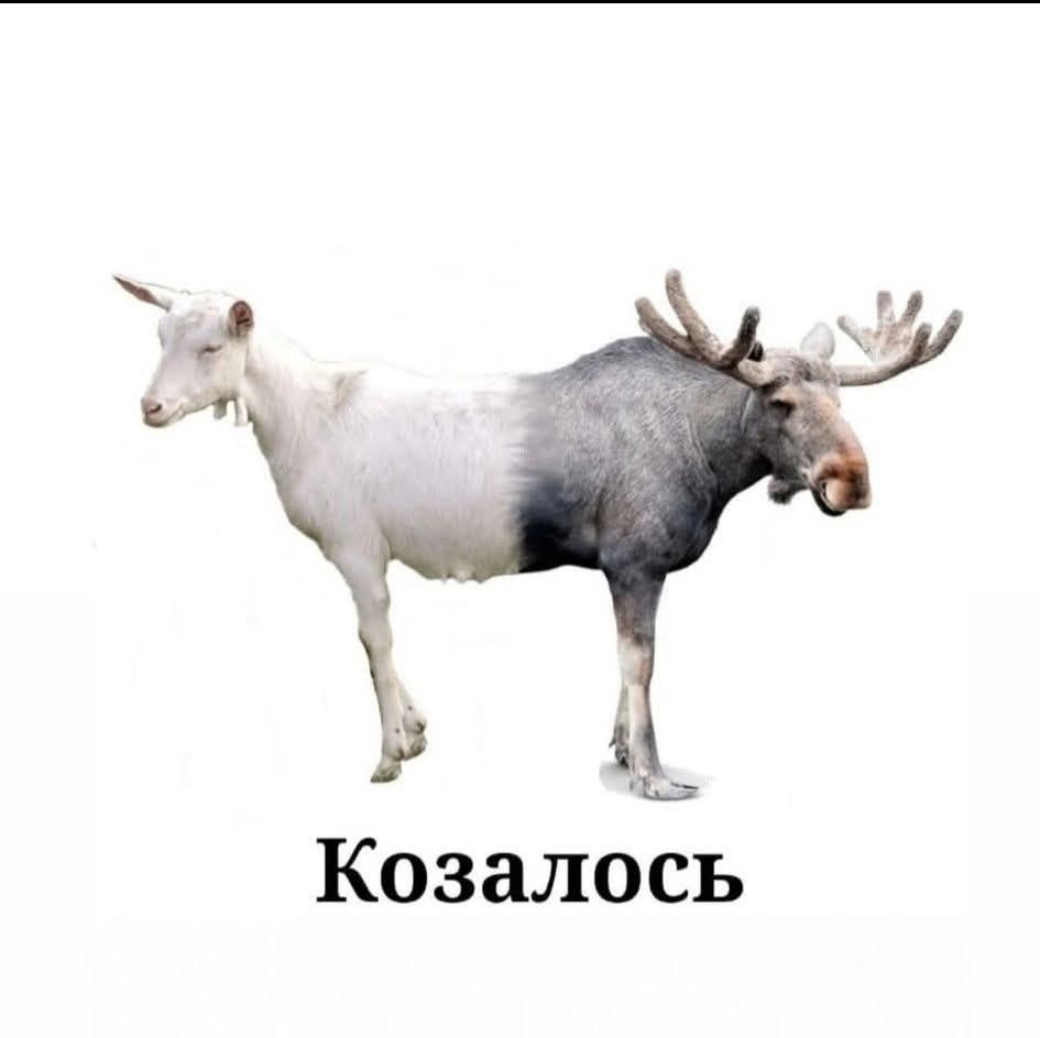 Козалость