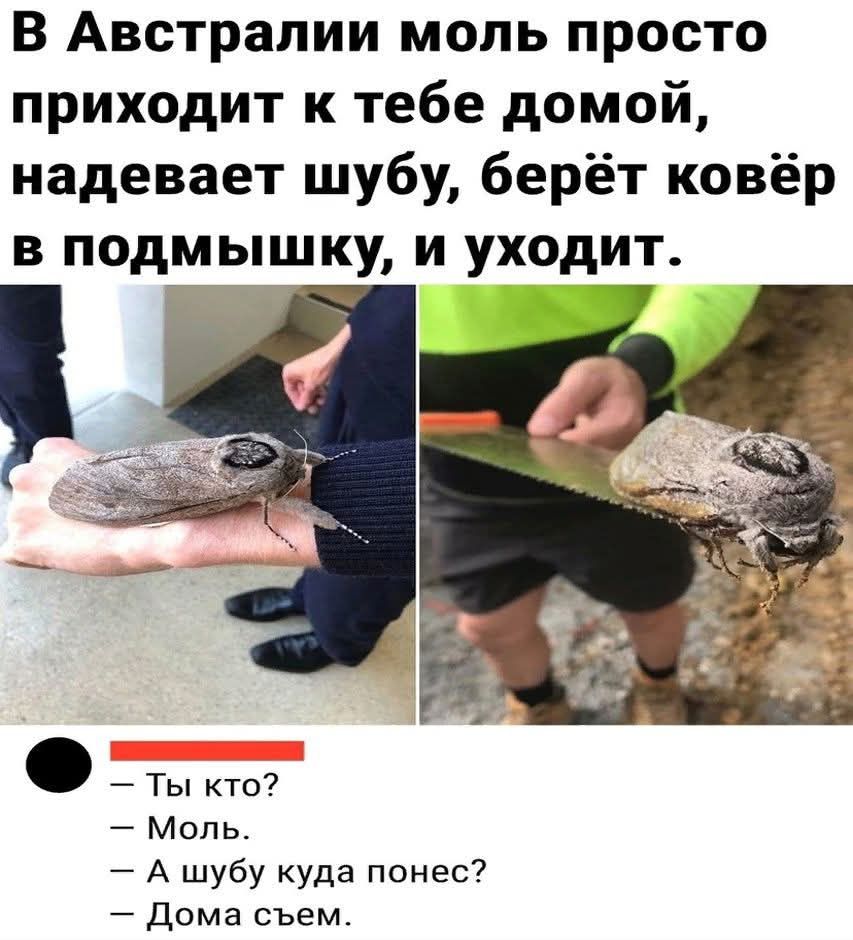 В Австралии моль просто приходит к тебе домой, надевает шубу, берёт ковёр в подмышку, и уходит.

— Ты кто?
— Моль.
— А шубу куда понес?
— Дома съем.