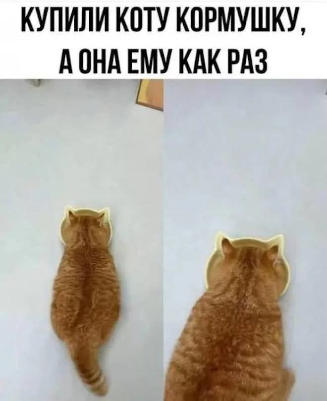 КУПИЛИ КОТУ КОРМУШКУ, А ОНА ЕМУ КАК РАЗ