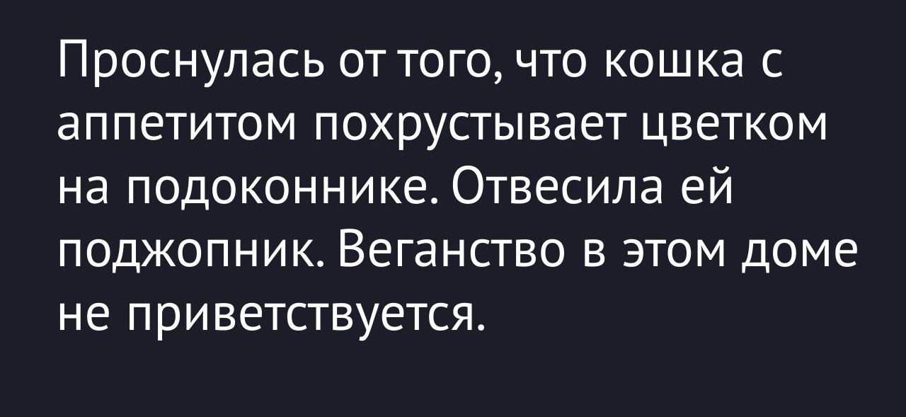 Проснулалась от того, что кошка с аппетитом похрустывает цветком на подоконнике. Отвесила ей поджопник. Веганство в этом доме не приветствуется.