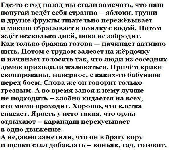 Где-то с год назад мы стали замечать, что наш попугай ведёт себя странно – яблоки, груши и другие фрукты тщательно пережёвывает и мягкость сбрасывает в поилку с водой. Потом идёт несколько дней, пока не забродит. Как только бражка готова – начинает активно пить. Потом с трудом залезает на жёрдочку и начинает громко так, что люди из соседних домов приходили жаловаться. Причём крики скопировались, наверное, с каких-то бабушкиных трезвостей. А во время запой и даже лучше не подходить к нему – ненормально, а все клетки заполняются чем-то отвратительным. Хорошо, что клетка сплошная. Интерес у него такаой, что орлы одновременно – тараканов перескакивает через движение. А недавно заметили, что он в брак и корки стал добавлять – коньяк, гад, готовит.