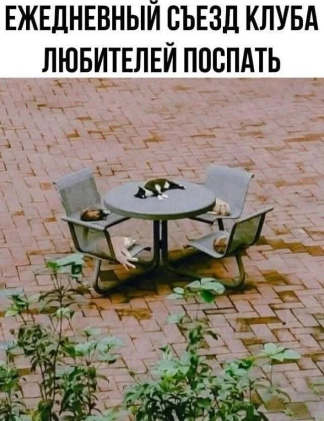 ЕЖЕДНЕВНЫЙ СЪЕЗД КЛУБА ЛЮБИТЕЛЕЙ ПОСПАТЬ