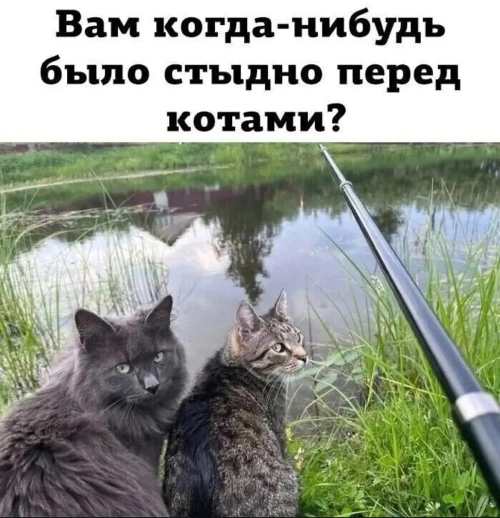 Вам когда-нибудь было стыдно перед котами?