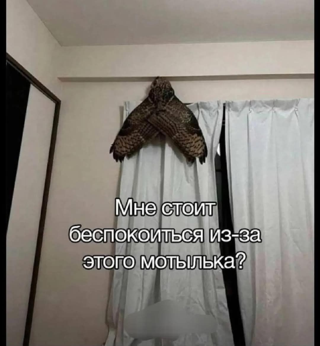 Мне стоит беспокоиться из-за этого мотылька?