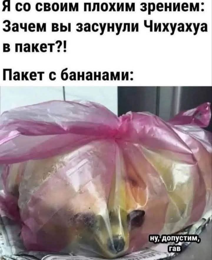 Я со своим плохим зрением: Зачем вы засунули Чихуахуа в пакет?! Пакет с бананами: ну, допустим, гав